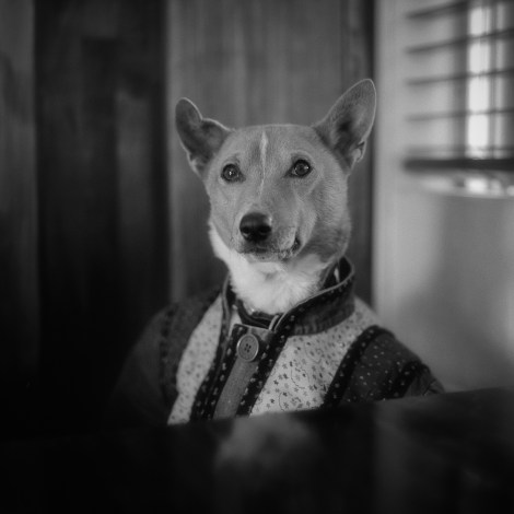 The Isle of Dogs COVER