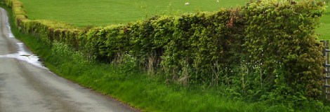habitat-surveys-hedgerows2