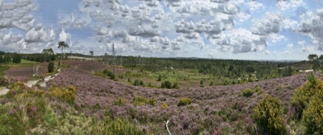 upton-heath-tony-bates-mbemain